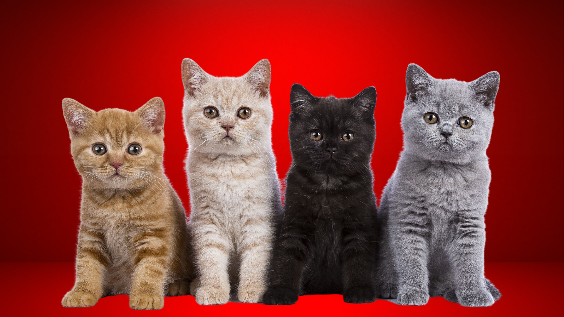 Pet registration